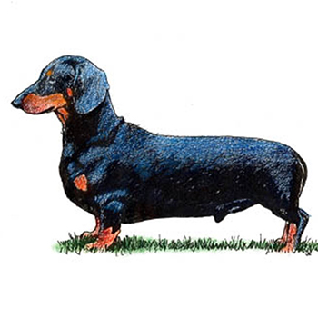 Dachshund - Smooth Haired - Click Image to Close